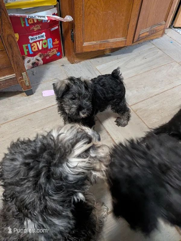 Freda – Miniature Schnauzer puppy for sale in Minneapolis, MN