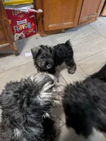 Freda, a female Miniature Schnauzer for sale in Minneapolis, MN – 1 of 4