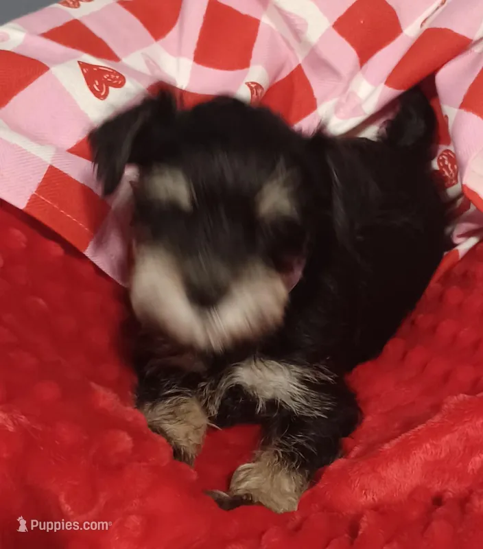 Gidget(pink) – Miniature Schnauzer puppy for sale in Minneapolis, MN