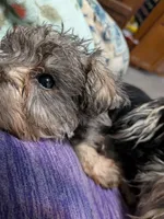 Bitsy, a female Miniature Schnauzer for sale in Minneapolis, MN – 5 of 8