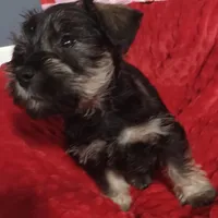 Max, a male Miniature Schnauzer for sale in Minneapolis, MN – Photo 4 of 7