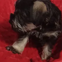 Max, a male Miniature Schnauzer for sale in Minneapolis, MN – Photo 3 of 7