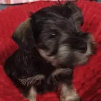 Max, a male Miniature Schnauzer for sale in Minneapolis, MN – Photo 5 of 7