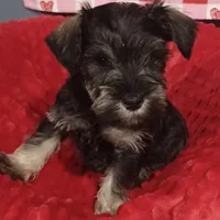 Max, a male Miniature Schnauzer for sale in Minneapolis, MN – Photo 7 of 7