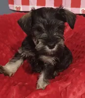 Max, a male Miniature Schnauzer for sale in Minneapolis, MN – Photo 7 of 7