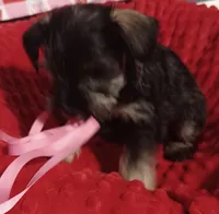 Max, a male Miniature Schnauzer for sale in Minneapolis, MN – Photo 2 of 7