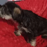 Max, a male Miniature Schnauzer for sale in Minneapolis, MN – Photo 6 of 7