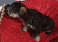 Max, a male Miniature Schnauzer for sale in Minneapolis, MN – Photo 6 of 7