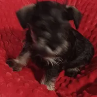 Max, a male Miniature Schnauzer for sale in Minneapolis, MN – Photo 1 of 7