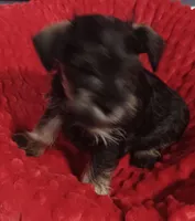 Max, a male Miniature Schnauzer for sale in Minneapolis, MN – Photo 1 of 7