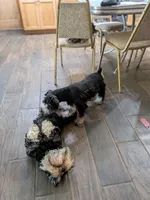 GEO, a male Miniature Schnauzer for sale in Minneapolis, MN – 2 of 7