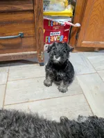Freda, a female Miniature Schnauzer for sale in Minneapolis, MN – 2 of 4