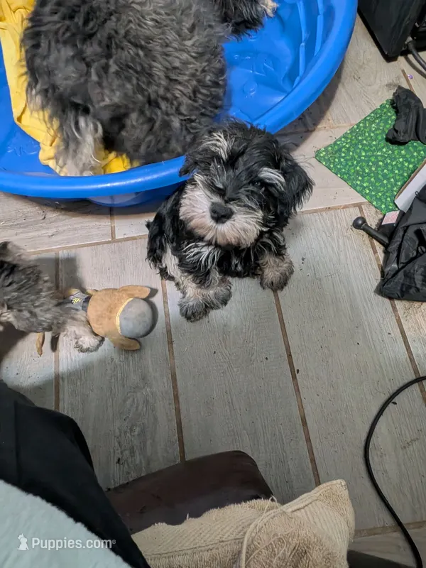 Fritz – Miniature Schnauzer puppy for sale in Minneapolis, MN