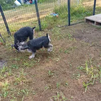 Baylin, a male Miniature Schnauzer for sale in Minneapolis, MN – Photo 4 of 5