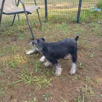 Baylin, a male Miniature Schnauzer for sale in Minneapolis, MN – Photo 3 of 5