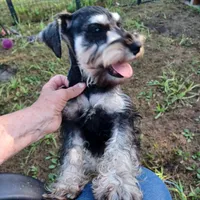 Baylin, a male Miniature Schnauzer for sale in Minneapolis, MN – Photo 2 of 5