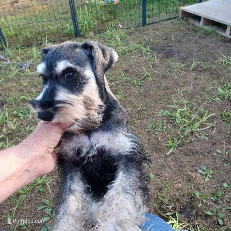 Baylin, a male Miniature Schnauzer for sale in Minneapolis, MN – Photo 1 of 5