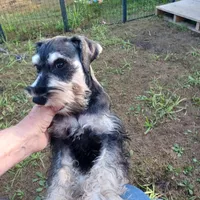 Baylin, a male Miniature Schnauzer for sale in Minneapolis, MN – Photo 1 of 5