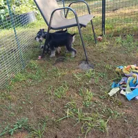 Baylin, a male Miniature Schnauzer for sale in Minneapolis, MN – Photo 5 of 5