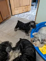Freah, a female Miniature Schnauzer for sale in Minneapolis, MN – 4 of 4