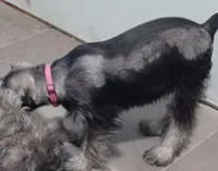 DiDi, a female Miniature Schnauzer for sale in Minneapolis, MN – Photo 4 of 5