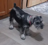 DiDi, a female Miniature Schnauzer for sale in Minneapolis, MN – Photo 5 of 5