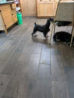 GEO, a male Miniature Schnauzer for sale in Minneapolis, MN – 4 of 7