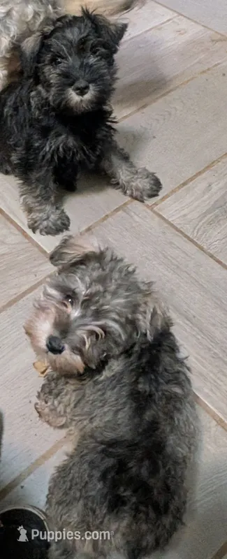 Bitsy – Miniature Schnauzer puppy for sale in Minneapolis, MN