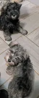 Bitsy, a female Miniature Schnauzer for sale in Minneapolis, MN – 1 of 8
