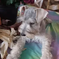 GINGER, a female Miniature Schnauzer for sale in Minneapolis, MN – Photo 2 of 8