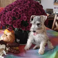 GINGER, a female Miniature Schnauzer for sale in Minneapolis, MN – Photo 8 of 8