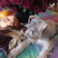 GINGER, a female Miniature Schnauzer for sale in Minneapolis, MN – Photo 3 of 8