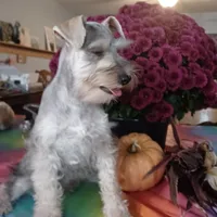 GINGER, a female Miniature Schnauzer for sale in Minneapolis, MN – Photo 1 of 8