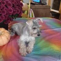 GINGER, a female Miniature Schnauzer for sale in Minneapolis, MN – Photo 7 of 8