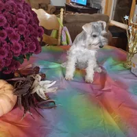 GINGER, a female Miniature Schnauzer for sale in Minneapolis, MN – Photo 6 of 8