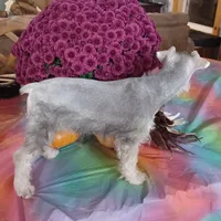 GINGER, a female Miniature Schnauzer for sale in Minneapolis, MN – Photo 4 of 8