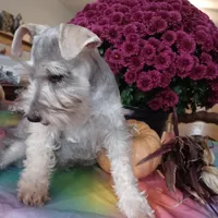 GINGER, a female Miniature Schnauzer for sale in Minneapolis, MN – Photo 5 of 8