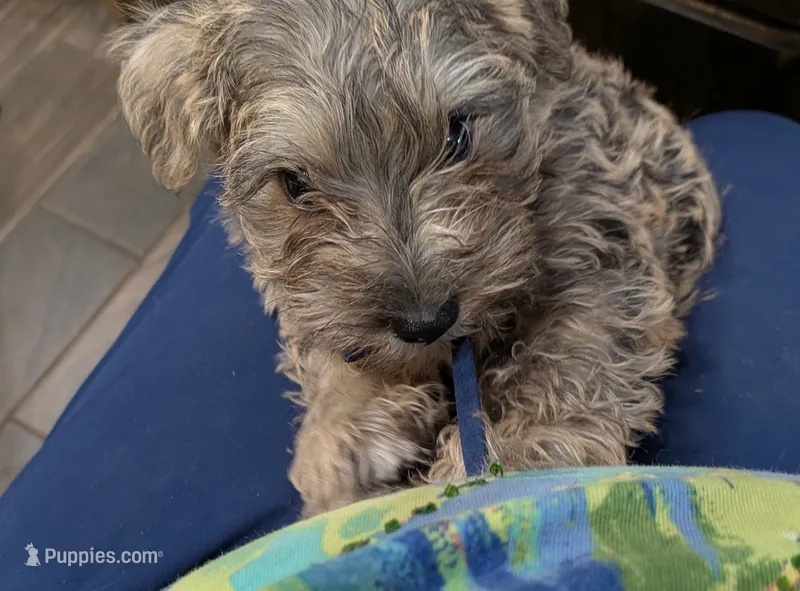Ollie – Cairn Terrier puppy for sale in Minneapolis, MN