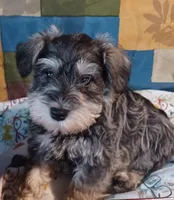 Carl, a male Miniature Schnauzer for sale in Minneapolis, MN – Photo 2 of 4