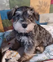 Carl, a male Miniature Schnauzer for sale in Minneapolis, MN – Photo 1 of 4