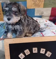 Carl, a male Miniature Schnauzer for sale in Minneapolis, MN – Photo 4 of 4