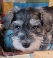 Carl, a male Miniature Schnauzer for sale in Minneapolis, MN – Photo 3 of 4