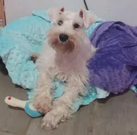 Snow White, a female Miniature Schnauzer for sale in Minneapolis, MN – 2 of 2