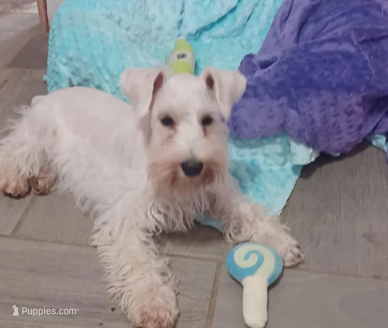 Snow White – Miniature Schnauzer puppy for sale in Minneapolis, MN