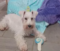 Snow White, a female Miniature Schnauzer for sale in Minneapolis, MN – 1 of 2