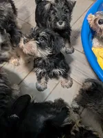 Fritz, a male Miniature Schnauzer for sale in Minneapolis, MN – 4 of 4