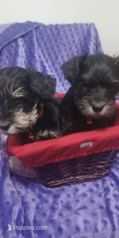 Gemma(red) – Miniature Schnauzer puppy for sale in Minneapolis, MN