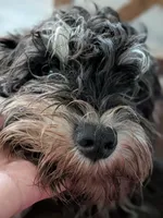 Griffen, a male Miniature Schnauzer for sale in Minneapolis, MN – 2 of 3