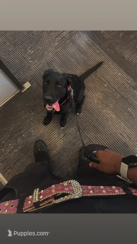 Cooper – Labrador Retriever puppy for sale in Dallas, TX