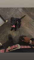 Cooper, a male Labrador Retriever for sale in Dallas, TX – 1 of 1